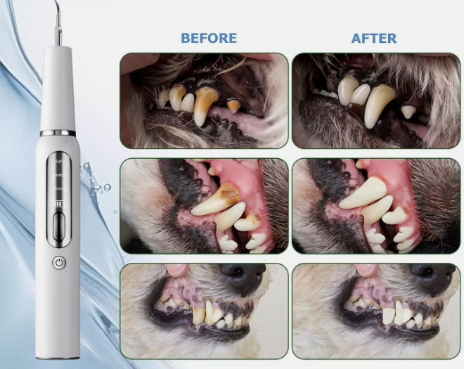 Pet Ultrasonic Scaler Toothbrush