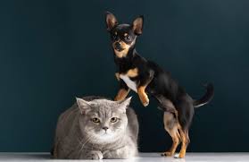Dog Person or Cat Person?